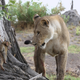 Image for article titled Harrowing Photos Capture Tense Encounter Between Baby Baboon And Lion
